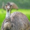 Emu Paint by numbers