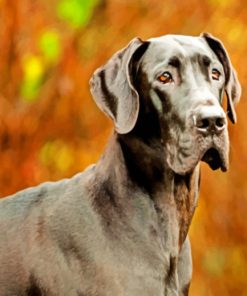 Great Dane Dog - Paint By Numbers