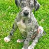 Great Dane Pet Paint by numbers