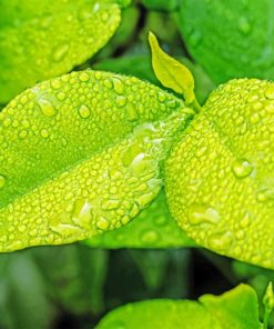 Green Leaves With Rain Drops - Paint By Numbers
