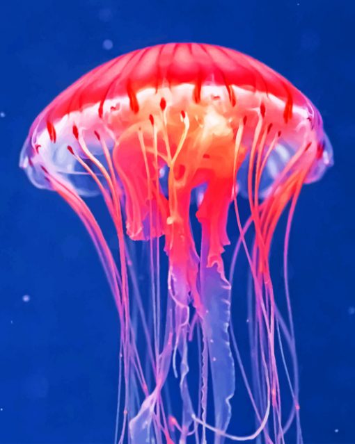 Jellyfish Paint by numbers