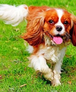 King Charles Cavalier Animal Paint by numbers