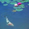 Koi Fish And Lotus paint by numbers