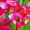 Calla Lilies Paint by numbers