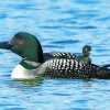 Loon Bird In The Water paint by numbers