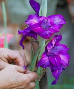 Purple Netted Iris - Paint By Number