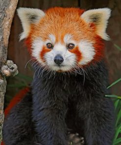 Red Panda - Paint By Number
