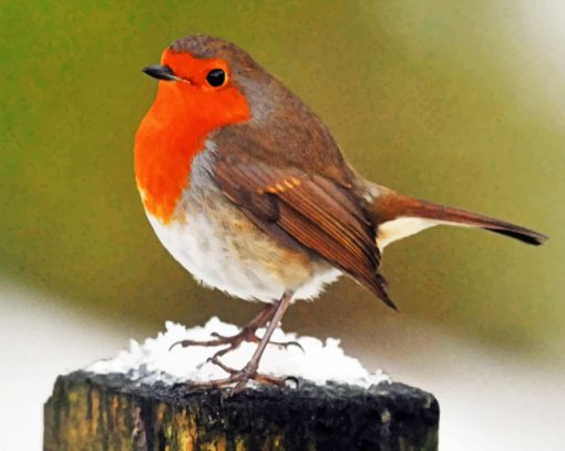Robin Bird paint by numbers