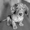 Black And White Sausage Dog paint by numbers