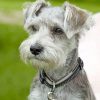 Schnauzer Paint by numbers