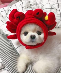 Shih Tzu Wearing A Red Cap Paint by numbers