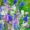 Spanish Bluebells bluebells