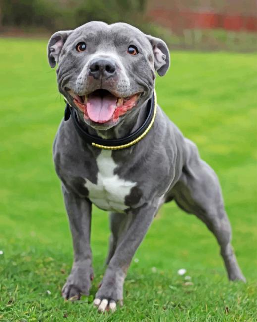 Staffy Dog paint by numbers