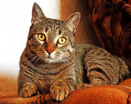 Tabby Cat Paint by numbers