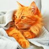 Tabby Cat paint by numbers