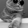 Tabby Cat With Sunglasses Paint by numbers