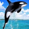 whale paint by numbers