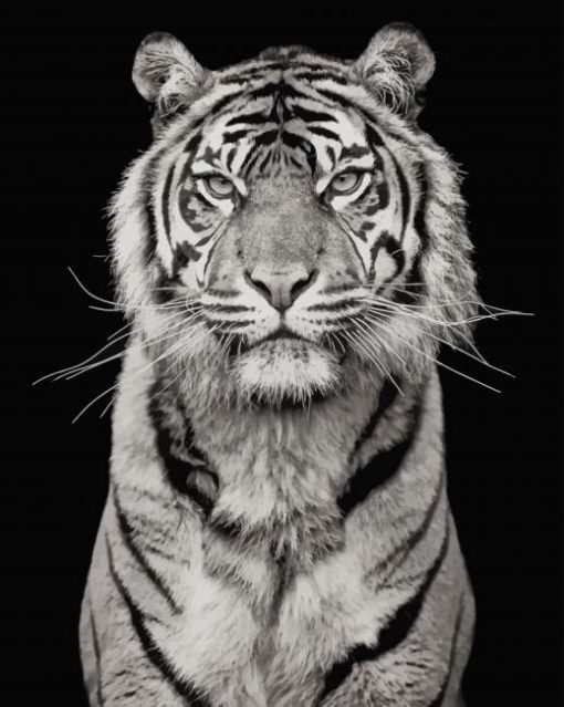 White Tiger Photography Paint by numbers