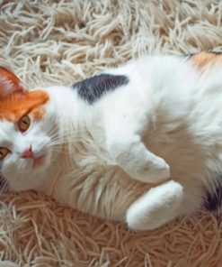 Calico Cat Paint by numbers