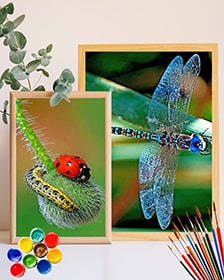 Insects