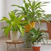 Aesthetic Green Plants paint by numbers