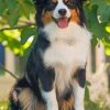 Berger Puppy Paint by numbers