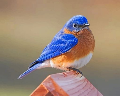 Blue Birds Paint by numbers