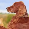 Irish Setter Paint by numbers