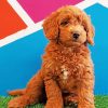 Mini Golden Doodle Paint by numbers