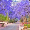 Purple Bloom Pretoria paint by numbers