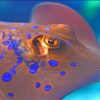 Stingray paint by numbers