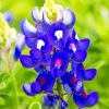 bluebonnets paint by numbers