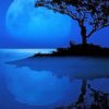 Tree Water Reflection Paint by numbers