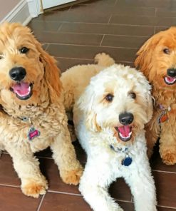 Twin Golden Dooodles paint by numbers