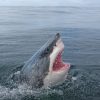 White Shark paint by numbers