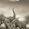 Black And White Elephants