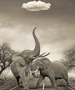 Black And White Elephants
