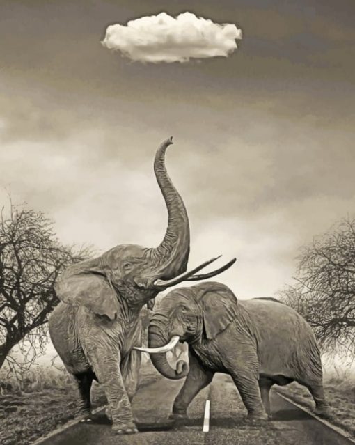 Black And White Elephants