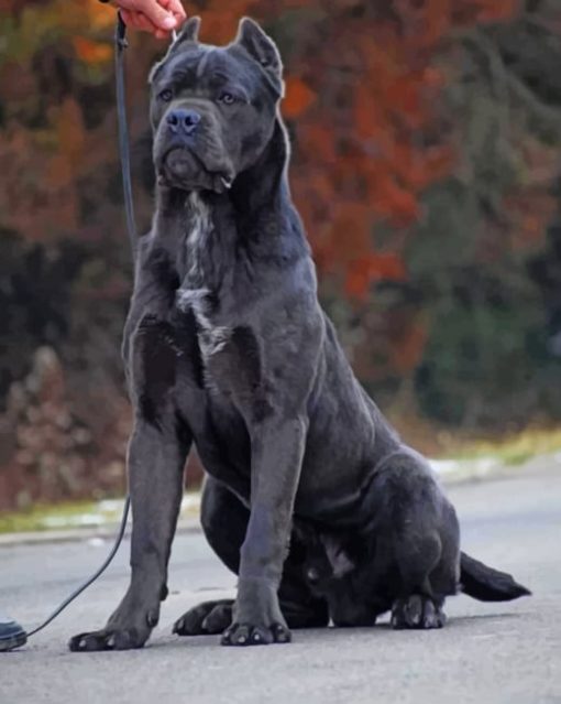 Cane-Corso-paint-by-numbers