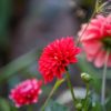 Dahlia Flower paint by numbers