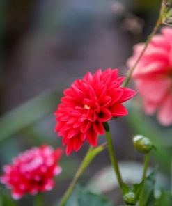 Dahlia Flower paint by numbers