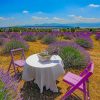 Picnic In Lavender Field paint by numbers