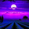 Lavender Fields Moonlight paint by numbers