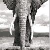 Black And White Elephant
