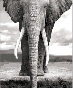 Black And White Elephant