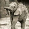 White-And-Black-Elephant-paint-by-number