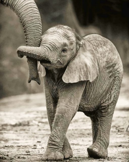 White-And-Black-Elephant-paint-by-number