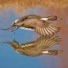 aesthetic-duck-in-flight-paint-by-number