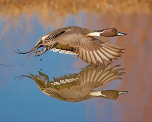 aesthetic-duck-in-flight-paint-by-number