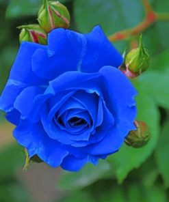 blue-rose-paint-by-number-1
